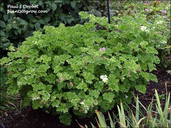 This is a two year old plant, over wintered plant.  It spreads over two feet in all directions.